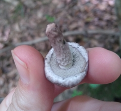 Strobilomyces strobilaceus