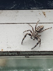 Platycryptus undatus