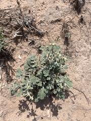 Parthenium confertum