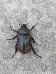 Dynastes tityus
