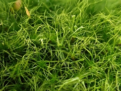 Dicranodontium denudatum