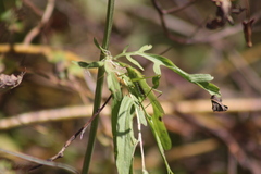 Phaneroptera falcata