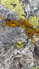Candelariella