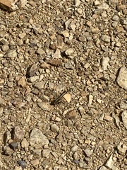 Dromogomphus spinosus