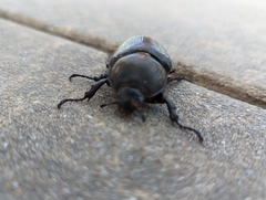 Dynastes tityus