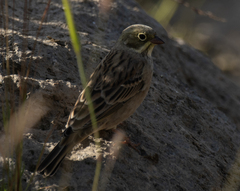 Emberiza hortulana