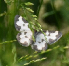 Lomaspilis marginata