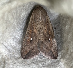 Mythimna unipuncta