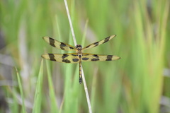 Celithemis eponina