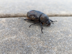 Dynastes tityus