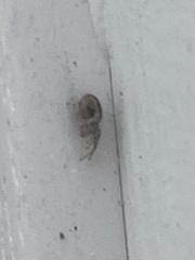 Eustala anastera
