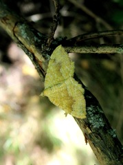 Camptogramma bilineata