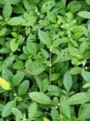 Diplacodes trivialis