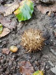 Andricus caputmedusae