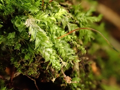 Plagiothecium curvifolium