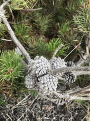 Pinus contorta contorta