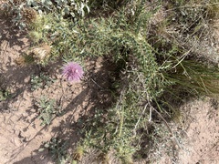 Cirsium ochrocentrum