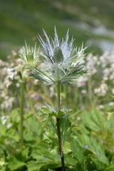 Eryngium alpinum