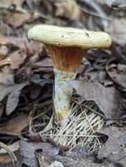 Lactarius psammicola