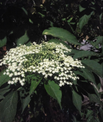 Sambucus nigra