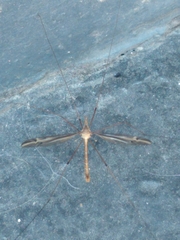 Tipula