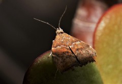Choreutis nemorana