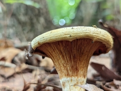 Lactarius psammicola