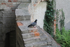 Columba livia domestica