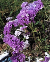 Limonium
