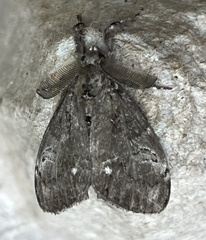 Orgyia leucostigma