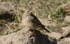 Emberiza hortulana