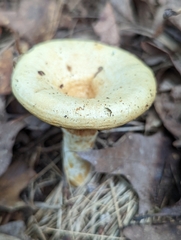 Lactarius psammicola