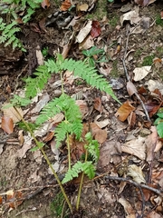 Dryopteris carthusiana