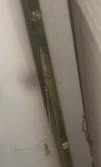 Anolis carolinensis