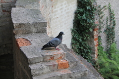 Columba livia domestica
