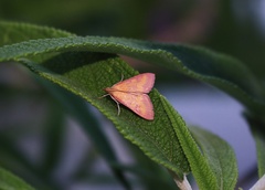Pyrausta laticlavia