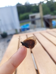 Coenonympha california