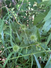 Geum