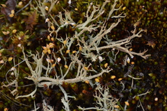 Cladonia furcata