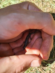 Plethodon cylindraceus