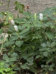Calystegia sepium