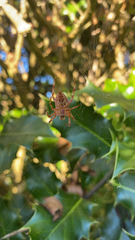 Araneus diadematus