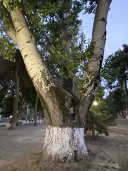 Populus alba