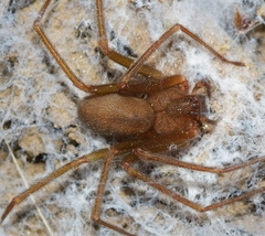 Loxosceles rufescens