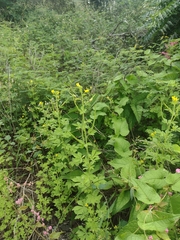 Cleome viscosa