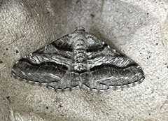 Digrammia continuata