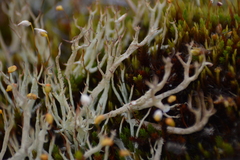 Cladonia furcata