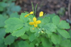 Chelidonium majus