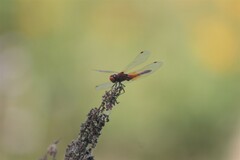 Sympetrum flaveolum