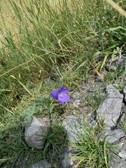 Campanula scheuchzeri